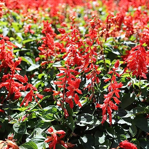 semillas de salvia - salvia - semillas de como recuerdo fiesta ornamentales raras interior purificadoras aire interior, jardín, decoración sala 900semillas
