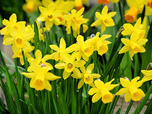 20 Tete a Tete Daffodil Bulbs | Dwarf Scented Daffodil Bulbs | Spring Flowering Bulbs