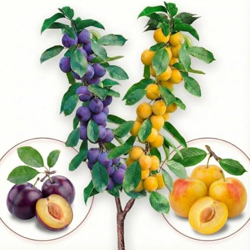 Albero da frutto – Prugno duo – Stanley/Obilnaja – Adatto per balconi, terrazze e piccoli giardini – adatto per vasi e terreni