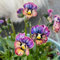200 Pc Semi Di Viola Del Pensiero Perenne Resistente - Piante Aromatiche, Fiori Per Balcone Semi Di Viola Cornuta, Semi Di Prati Fioriti, Piante Da Giardino Roccioso Resistenti Fiori