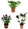 Pack 3 Plantas Naturales de Interior - Mix Plantas Indoor - Distintos Packs de Planta- Planta Natural de decoración - Planta Viva (P-4: Monstera + Jazmin + Rosal Mini Rojo)