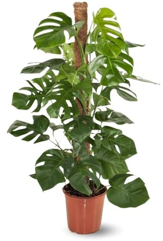 Attitude Jardin - Monstera deliciosa - pianta forata con tutor - purificatore d'aria - 110-120 cm - ⌀ 22 cm - pianta d'appartamento