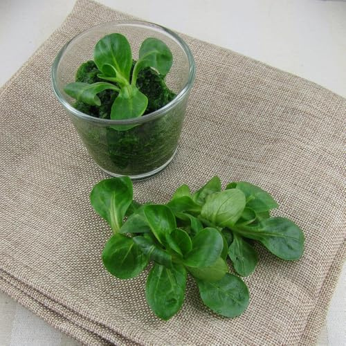 lattuga di agnello biologica Coltivare verdi aromatiche biologiche e invernali semi di varietà antiche invernali, orto resistente da giardino 300semi