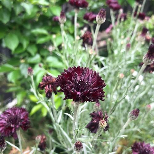 200 pcs Kornblumen Samen wildblumen, winterharte stauden Kornblumen Samen Mehrjährig, samen blumenwiese, garten geschenke für frauen wildblumensamen, balkon seltene pflanzen, blumen