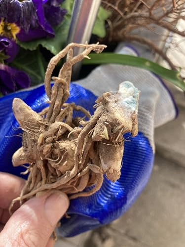 Hosta&Los Hosta se utilizan para el cultivo y crecen rápidamente.perenne,de rápido crecimiento, buena para jardines,decoración interior y exterior-4tubérculos-A