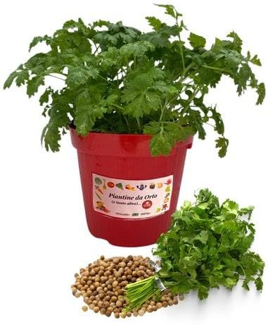 P. Piantine da Orto | Coriandolo, Pianta in Vaso Diametro 14 cm, Pianta Pronta per il Trapianto, Pianta Vera da Esterno, Piantina Aromatica per Balcone o Terrazzo, Vivaio Italiano