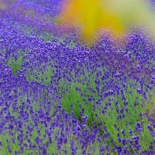 semi resistenti di lavanda da giardino roccioso da giardino resistenti lavanda rare, decorazione soggiorno biologici, selvatici balcone 400pcs