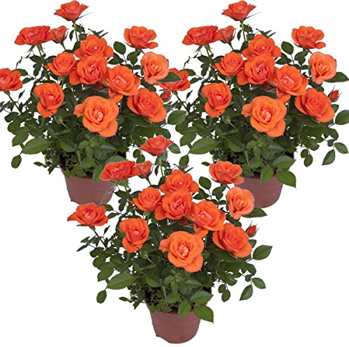 Bloomique - Set de 3 - Rosa en maceta naranja - Interior/exterior - Plantas de interior - Plantas de jardín - Plantas de terraza - Resistente al frío - Altura 20-30 cm - Maceta 12 cm