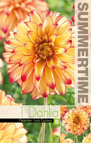 AGRONOM | DALIAS - LADY DARLENE | Bulbos de flores perennes | Flores multicolores | Cultivadas en jardines de flores, macetas y céspedes floridos | 1 bulbo