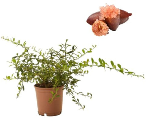 Verdecora Caviar Cítrico Rosa en maceta de 3L | Árbol frutal cítrico | Planta ornamental natural de exterior