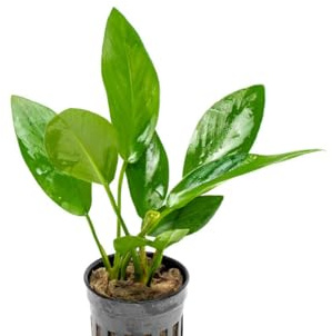 AquaBreedingSkill Anubias Hastifolia – plante d’aquarium vivante pour eau douce, plante verte décorative pour aquarium, idéale pour poissons et crevettes – avec passeport phytosanitaire (Hastifolia)