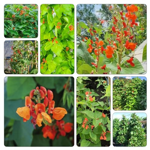 Semillas de frijol escarlata semillas de variedades tradicionales jardín balcón parterre balcón invernaderos 60pcs