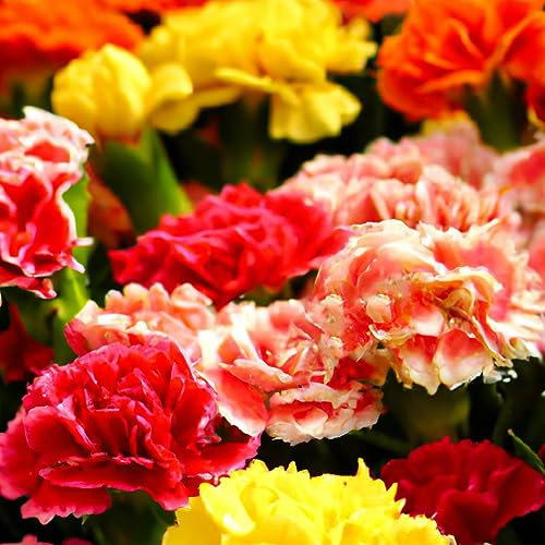 Carnation Dwarf Fragrance Mixed Flower Seeds - 180 Fresh Seeds