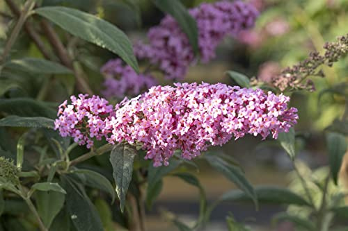 Buddleja davidii 'Fascination' 100–125 cm – Winterhart, Mehrjährig, Pflegeleicht – Schmetterlingsflieder – Zierstrauch für Garten & Terrasse