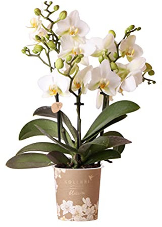 Kolibri Orchids | Weiße Phalaenopsis-Orchidee - Lausanne - Topfgröße Ø9cm | Blühende Zimmerpflanze - frisch vom Züchter