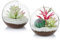 Glasluftpflanzenterrarium, 12 cm Kleines Terrarium, 2-TLG. Tischglas-Terrarienbehälter, Tischvitrine Topf-Innendekor für Sukkulenten, Kakteen, Kerzen