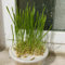 300 pcs Katzengras Samen Bio garten blumen winterhart Katzengras Saatgut, Cat Grass Seeds, balkonpflanzen winterhart, bio saatgut kräutergarten küche, balkon pflanze pflanzensamen
