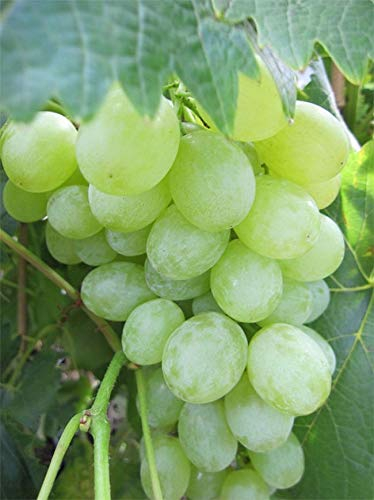Vitis vinifera Müller Thurgau - Trauben mit einem leichtem Muskataroma