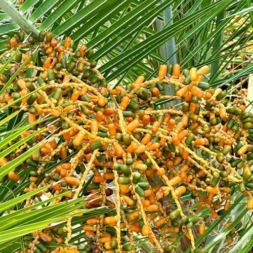 semi di palma da datteri - aiuola da balcone resistenti rare comprare 50pcs