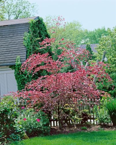 Fagus sylvatica 'Tricolor' 125-150 cm - Rotbuchen, dreifarbige Blätter, ideal für Hecken und Solitärpflanzungen, winterhart, pflegeleicht