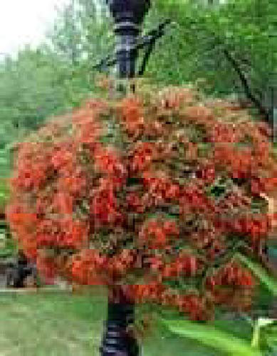 Portal Cool > Begonia boliviensis - Bonfire - Bright Red/Arancio Fiori - 20 + Semi
