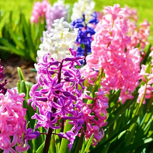 Hyazinthenzwiebel-Winterhart MehrjäHrig,Traubenhyazinthen Zwiebeln,Hyazinthen Zwiebeln Winterhart,Hyazinthen Rhizome,Einfache Wartung,In Töpfe pflanzen-6zwiebeln-a
