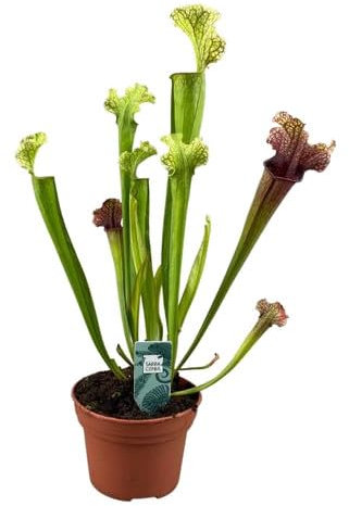 Sarracenia Planta Carnívora Natural para Combatir Mosquitos