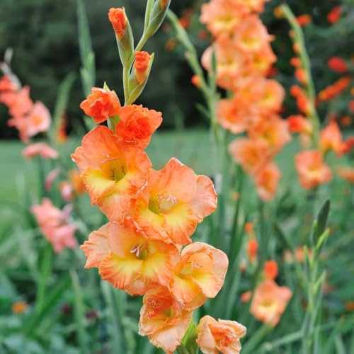 gladioli interni di gladioli primavera bulbi balcone letto alto giardino balcone serra decorazione 15pcs
