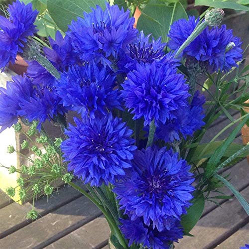 Cornflower Tall Double Ball Blue 1100 Seeds