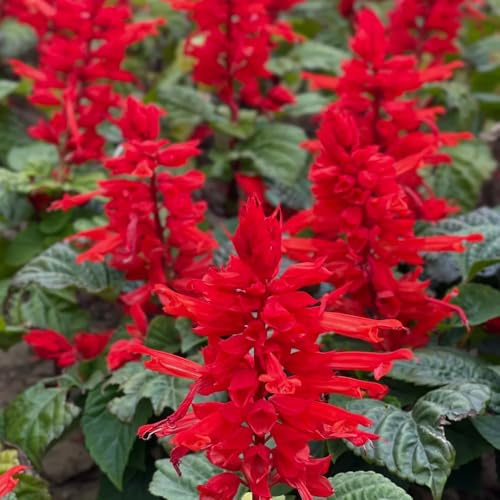 Semillas de salvia de fuego, para exterior Salvia esplendorosa, orgánicas de jardín semillas de decoración 100pcs