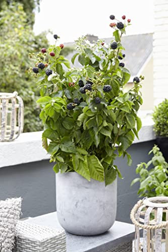 Lowberry® BlackBerry 'Little Black Prince' Dwarf Rubus fruticosus Hardy Shrub Easy to Grow Your Own Blackberries Outdoor Garden Fruit Plants 1x 13cm Potted Plant By Suttons