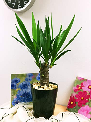Easy Plants - 1 plante de table Evergreen Yucca Elephantipes Evergreen dans un pot tubus noir en céramique