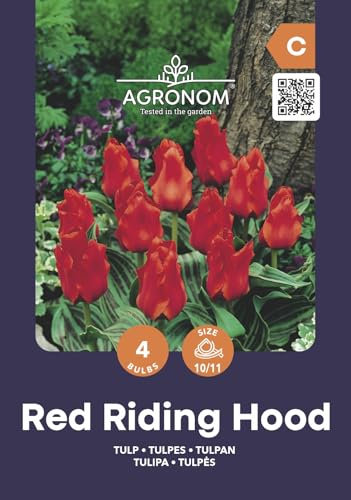 AGRONOM | TULIPANES - RED REDDING HOOD | Bulbos de flores perennes | Flores Rojo | Se cultivan en jardines de flores, macetas, se plantan en céspedes en flor | Paquete de 4 bulbos de flores