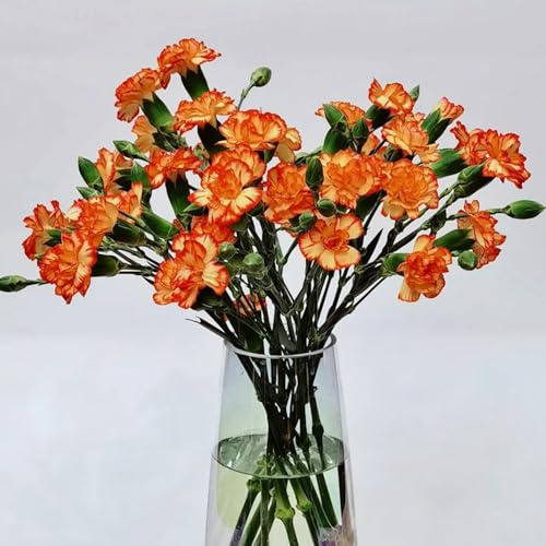 Semi di chiodi di garofano, resistenti per il giardino Semi di garofano dolce, semi di decorazione soggiorno esotiche giardino 250pcs