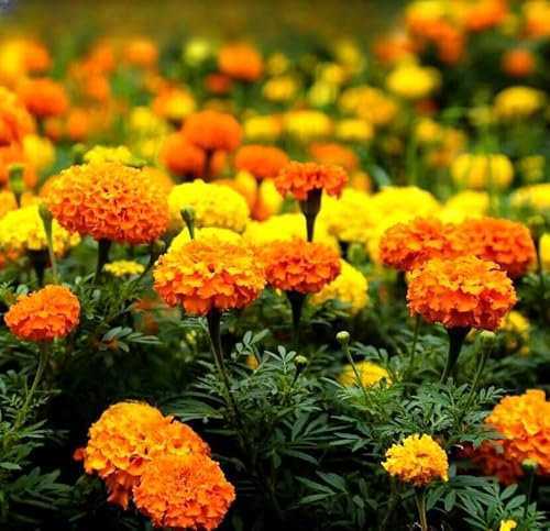 African Marigold ‘Crackerjack Mixed’ – 300 Seeds + Plant Tag + Freebie | Tagetes erecta | Vibrant Orange & Yellow Annual Flower Mix | Easy to Grow Garden Seeds for Beds, Borders & Pots