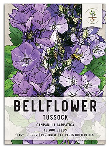 Seed Needs Tussock Bellflower Seeds to Plant Violet Purple Flowers 1 Pack