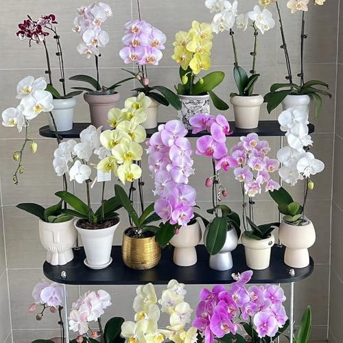 semi di orchidee phalaenopsis - appartamento purificano decorazione giardino campo esterna 500pcs