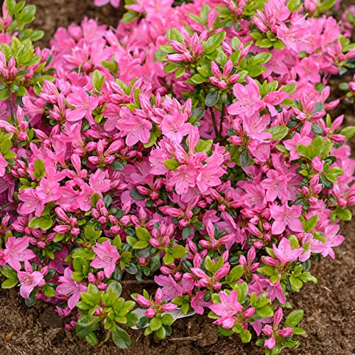 Azalea Kermesina Plant | Pink Flowering Outdoor Garden Shrub Potted | Hardy Evergreen Plant or Bedding, Borders, Containers, Pots - 1L Pot