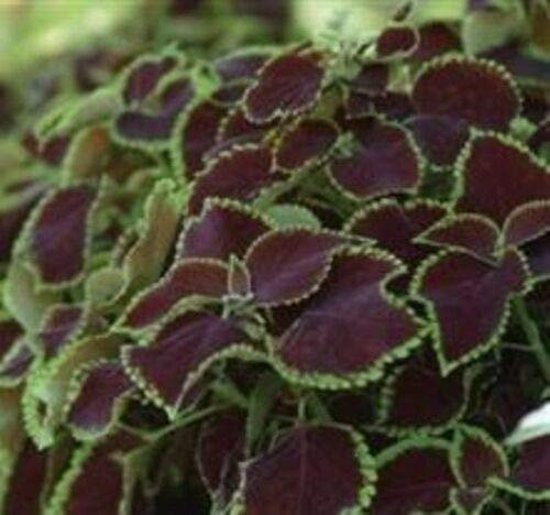Semi Freschi - Coleus - Cioccolato Menta - 10 Semi:Semi