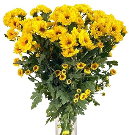 Bouquet de Flores Amarillas MARGARITAS Crisantemo con 100 Flores Largas y Resplandecientes