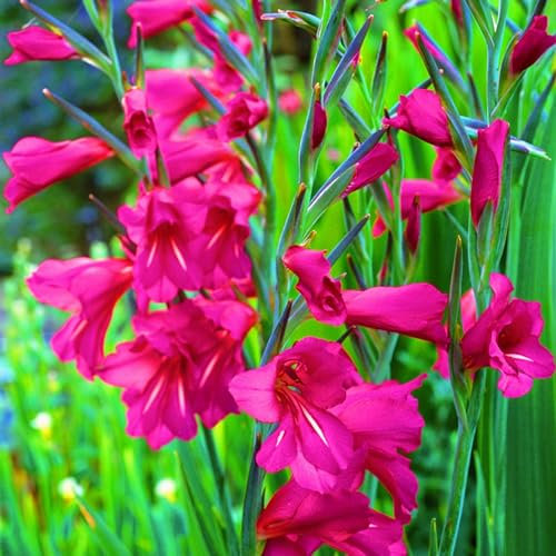 Gladiolus Bulbs-Gladiolus Plans,Hardy Perennial,Plant Bulbs,Wedding Flowers,Garden Flowers-5bulbs-a
