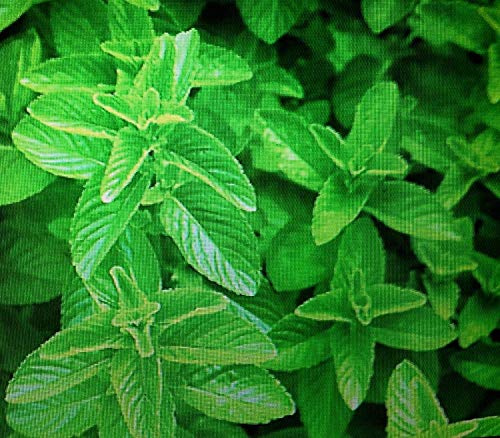 Potseed 10 Semillas Menta Verde