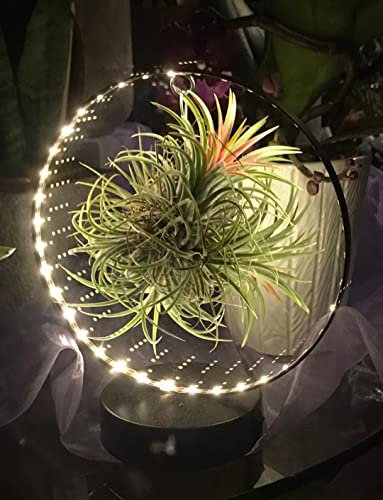 POWERS TO FLOWERS - TILLANDSIA DELL'ARIA MAGIC RED IN SUPPORTO FERRO, CON LED INTEGRATI, pianta vera