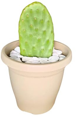 Bastadduni Fico d’India in vaso – Pianta grassa vera da interno, esterno, ufficio, balcone – Vasetto cactus resistente al caldo - Pianta vera da appartamento, arredo, terrazzo - ø 16 cm