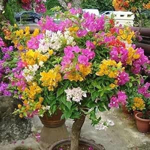 Neue, frische 60 Stück Bougainvillea-Blumensamen