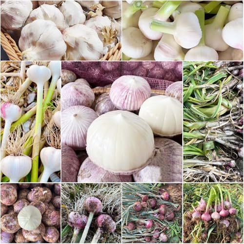 semillas de ajo de bonsái, interior hidropónica, ajo elefante siembra cocina en primavera 150pcs