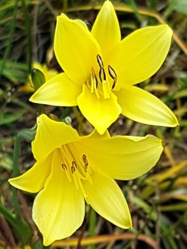 Staude Lilie Kleine Taglilie 'Hemerocallis Minor' gelb 11 x 11 cm Topf winterhart Freilandaufzucht