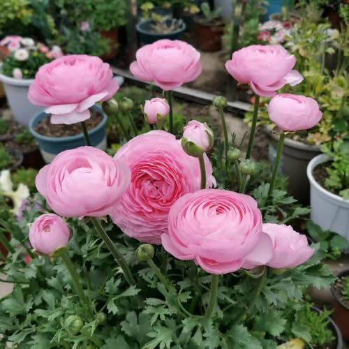 Bulbi di ranuncolo - bulbi da Ranuncolo Bulbi Resistente Perenne, resistenti regali da giardino per le donne 20pcs