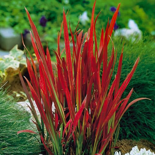 YouGarden - 2 x Imperata Blood Grass 'Red Baron' 2 Plants in 9cm Pots - Decorative for Gardens - Garden Ready Established Red Ornamental Grass (2 x 9cm Pot)