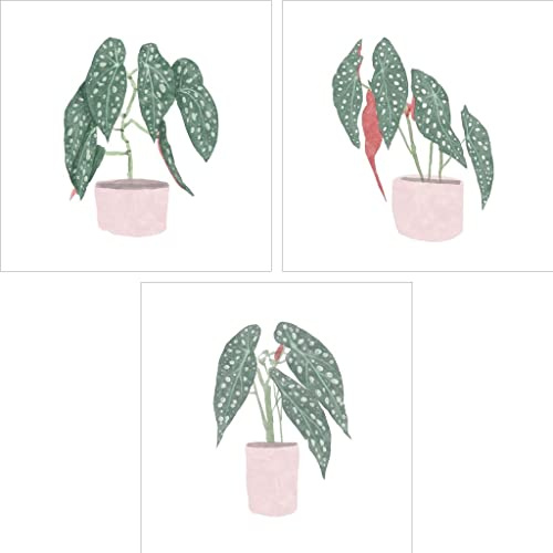 Polka Dot Begonia by Bannarot, 3 Piece Unframed Art Print Set, 12 X 12 Inches Each, Floral Art